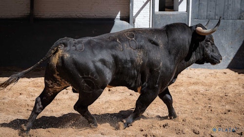 Así te hemos contado la actuación de Damián Castaño en Las Ventas