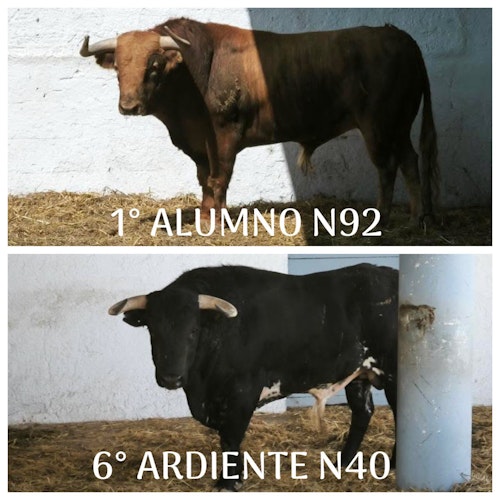 En directo, Nimes: Marco Pérez conquista el anfiteatro en su alternativa