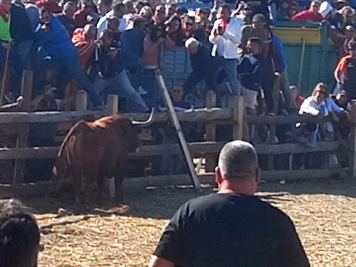 Así hemos narrado el Toro de la Vega 2024 en directo