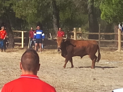 Así hemos narrado el Toro de la Vega 2024 en directo