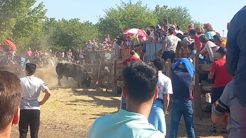 Así te hemos contado en directo el Toro de la Vega