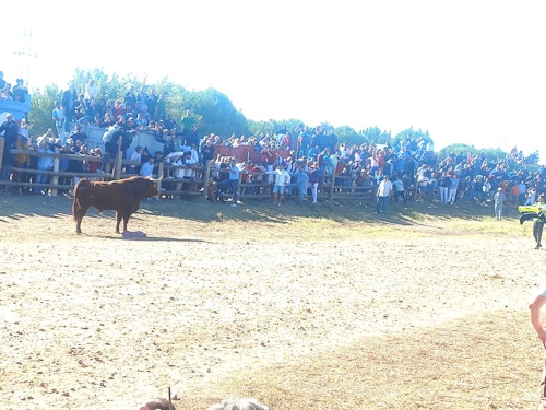 Así hemos narrado el Toro de la Vega 2024 en directo