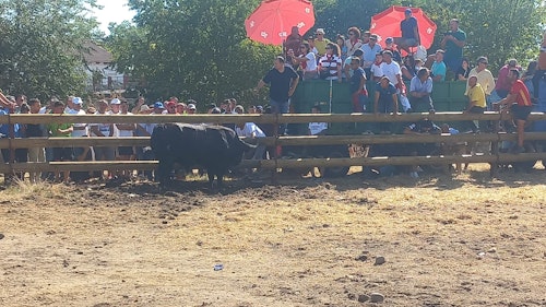 Así te hemos contado en directo el Toro de la Vega