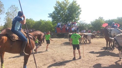 Así te hemos contado en directo el Toro de la Vega