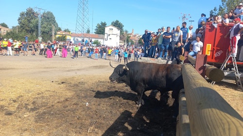Así te hemos contado en directo el Toro de la Vega