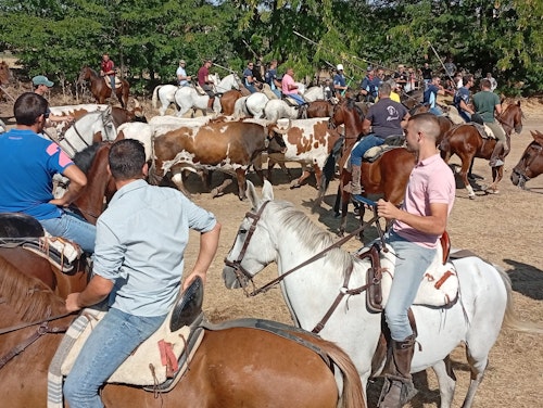 Así te hemos contado en directo el Toro de la Vega