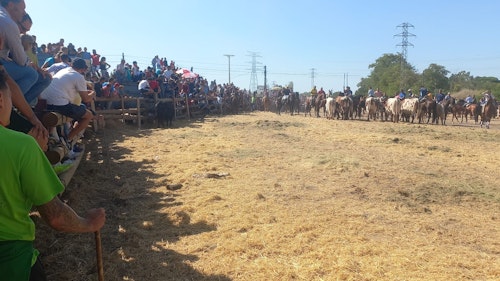 Así te hemos contado en directo el Toro de la Vega