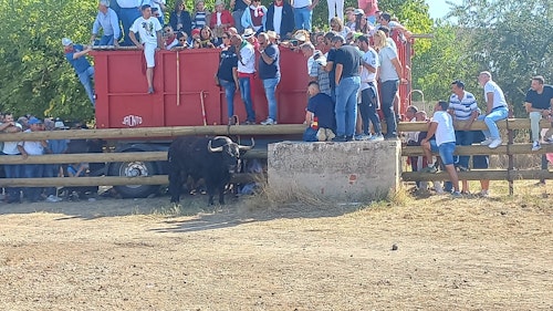 Así te hemos contado en directo el Toro de la Vega