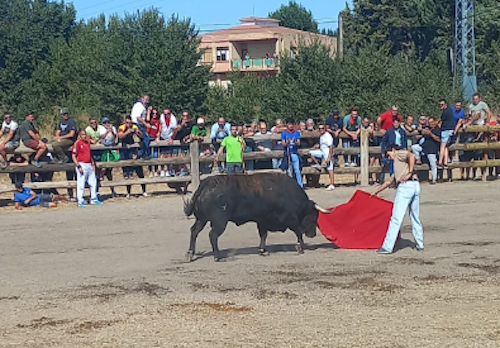 Así te hemos contado en directo el Toro de la Vega