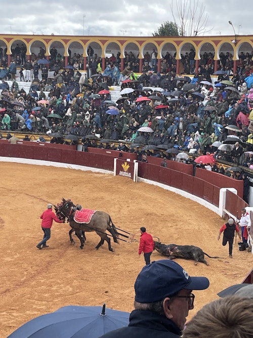 Así hemos narrado la novillada de este domingo de la feria de Olivenza