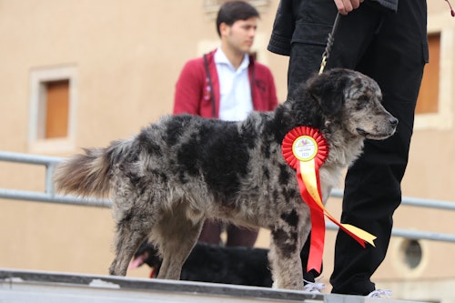 Así te hemos contado en directo una jornada de San Froilán marcada por la lluvia